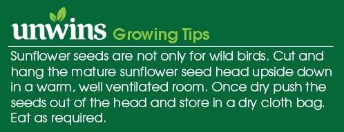 Sunflower American Giant F1 Seeds Unwins Growing Tips